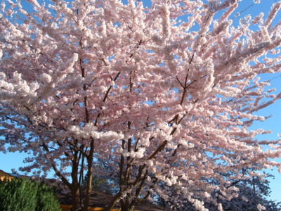 Cherry Blossoms